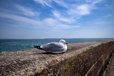 A herring gull (Larus argentatus) perched on a quay wall, harbour, St Ives, Cornwall, England,