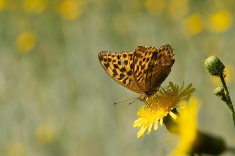 Silver-washed fritillary butterfly (Argynnis paphia) adult insect feeding on a Hawksbit flower in