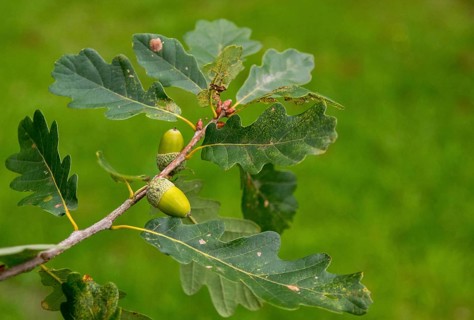 Beech family, Cornish oak, Fagaceae, Irish oak, Quercus petraea, grape oak, tree, trees, durmast