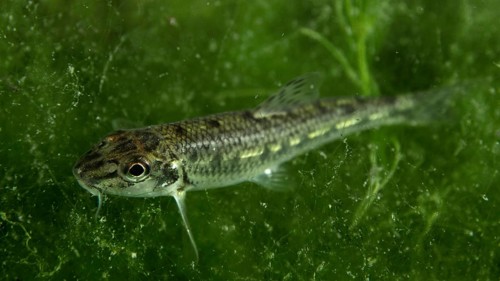 A small gudgeon (Gobio gobio) moves through a world of green algae, dive site Klosterinsel,