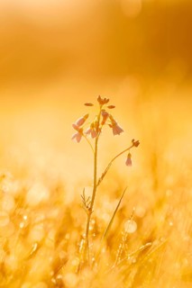 Meadow cuckoo flower (Cardamine pratensis), in bloom, backlit at sunrise, North Rhine-Westphalia,