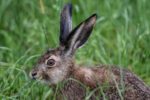 European hare (Lepus europaeus), Lower Saxony, Germany