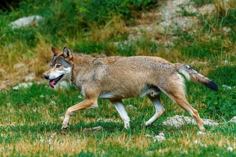 Timberwolf, wolf, American wolf (Canis lupus lycaon), Germany: A wolf runs energetically across a