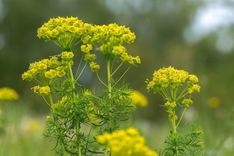 Euphorbia cyparissias, euphorbiaceae, milkweed, cypress spurge, flora, plants, plants
