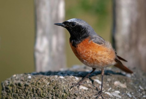 Garden redtail, Phoenicurus phoenicurus, redstart, birds, garden fence, garden birds, garden fence,