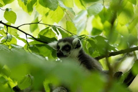A lemur sits amongst the branches and leaves, gazing into the distance, a seated ring-tailed lemur