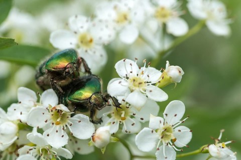 Cetonia aurata, common rose beetle, shiny golden rose beetle, rose chafer, rose beetle, coleoptera,
