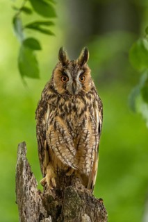 A long-eared owl sits alertly on a piece of tree, framed by leaves, long-eared owl (Asio otus),