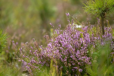Broomheather, Calluna vulgaris, Ericaceae, heather, heather, autumn, common heather, flora,