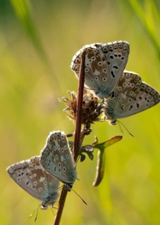 Lysandra coridon, polyommatus coridon, silverblue, silvergreen blue, butterfly, chalkhill blue,