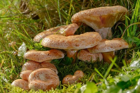 Real irritant, pine blood irritant, lactarius deliciosus, delicious milk cap, noble stimulant,