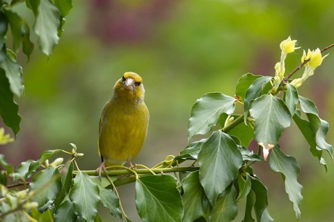 European greenfinch (Chloris chloris) adult male garden bird on an Ivy tree branch in summer,
