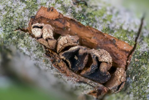 Mug, Encoelia furfuracea, common hazel mug, hazel bran mug, bran mug, bray tuft cup, bray hazel