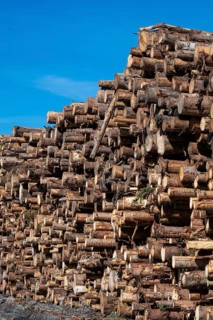 Logs, spruce logs, roundwood, storage, timber industry, Sunndalsøra, Tingvollfjorden, Sunndal
