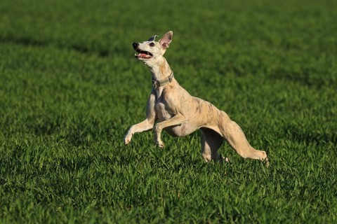Whippet racing, Whippet running, A whippet moving briskly across a vast green grassy area, Racing