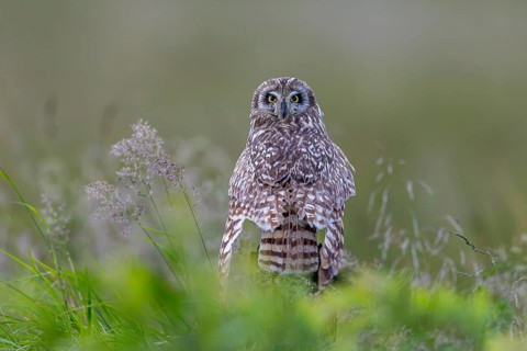 Short-eared owl (Asio flammeus) adult perched on fence post along grassland while looking backwards