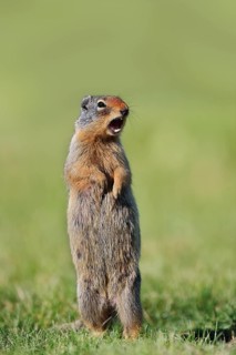 A Columbia ground squirrel (Urocitellus columbianus, Spermophilus columbianus) stands upright in a