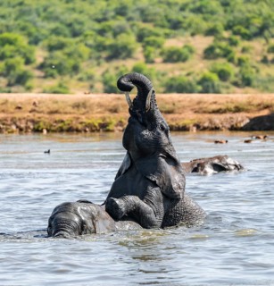 African elephant (Loxodonta africana) bathing in a waterhole, Addo Elephant National Park, Eastern