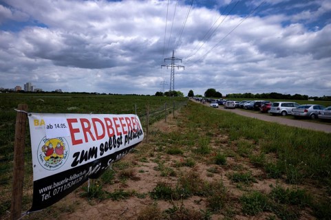Sign strawberries, strawberry field, for self-pickers, to pick yourself, Schmidener Feld, Bauerle