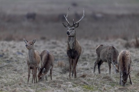 A red deer (Cervus elaphus) stands alert amongst a herd of does and fawns grazing peacefully,