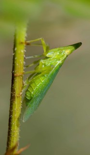 Dictyophara europaea, European lantern fly, European lantern carrier, lantern carrier, high size,