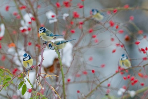 Blue tit, dog rose, parus caeruleus, pink canina, rosaceae, rose family, autumn, birds, dog rose,