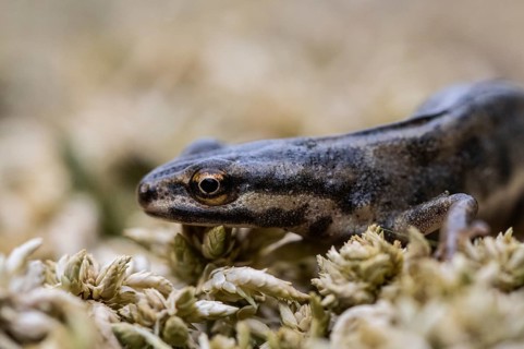 Pond newt (Lissotriton vulgaris), Emsland, Lower Saxony, Germany
