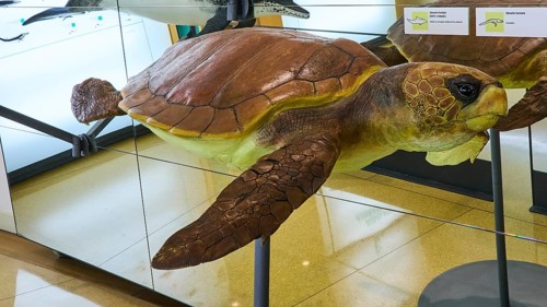 Museo de la Naturaleza y el Hombre, Natural History and Anhtopological Museum, life-size model of a