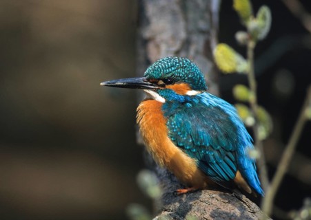 Alcedo Atthis, kingfisher, alcedinidae, birds, kingfishers, leo, male, river kingfishers, birds