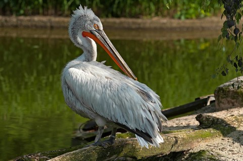 Dalmatian pelican (Pelecanus crispus) by the water, Captive, Germany
