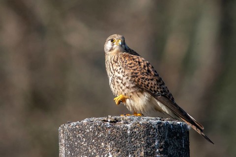 Falco tinnunculus, Common Kestrel, kestrel, birds, falcon, falconiformes, falcons, female, birds of