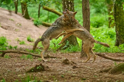 Wolves in close contact deep in the forest, summer, wolf (Canis lupus), Germany