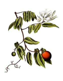 Landolphia florida, Saba comorensis, tropical rubber liana species. The plant produces highly