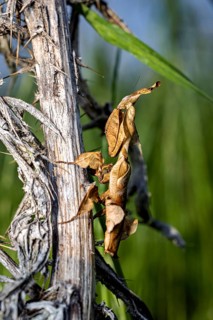 Close-up of a withered leaf from a climbing plant on a piece of wood against a green background, a