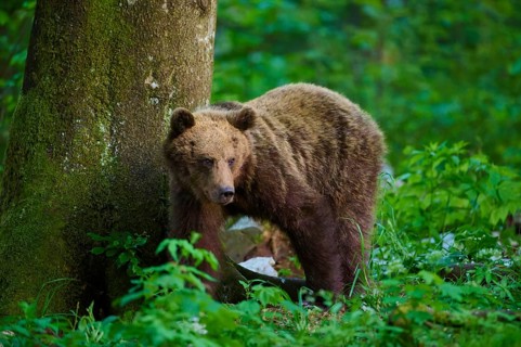 A brown bear is leaning against a tree in a green forest, European brown bear (Ursus arctos),