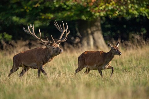 Red deer (Cervus elaphus) with heavy antlers in rut, Klamptenborg, Copenhagen, Denmark