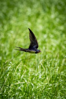 A swallow glides gracefully over a green field, a barn swallow (Hirundo rustica) in flight over a
