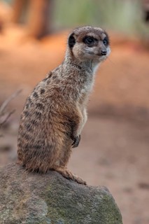 A meerkat (Suricata suricatta) stands guard, zoo, Nuremberg, Middle Franconia, Bavaria, Germany. PR