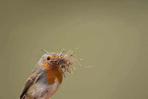 European robin (Erithacus rubecula) adult garden bird with nest material in its beak in spring,