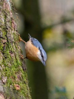 A nuthatch runs down a tree trunk, North Rhine-Westphalia, Germany