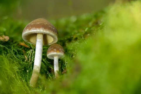 Cluster crumblecap, psathyrella hydrophila, psathyrella piluliformis, white-stemmed stick sponge,