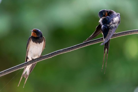 Hirundo rustica, barn swallow, birds, plumage care, passeri, swallows, songbirds, songbirds, birds