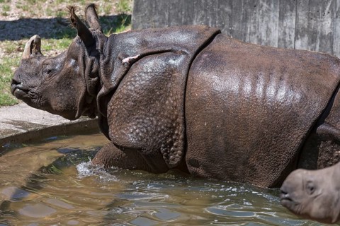 African black rhinoceros (Rhinoceros unicornis) with its calf in the water, Nuremberg Zoo, Middle