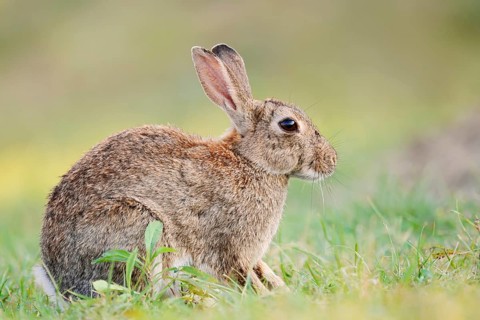 A wild rabbit (Oryctolagus cuniculus) sitting in a meadow, North Rhine-Westphalia, Germany