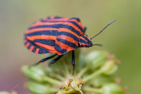Graphosoma italicum, minstrel bug, striped bug, leaf bugs, insects, bugs