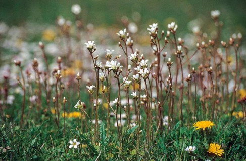 Knoellkensteinbruch, Kernkensteinbruch, Saxifraga granulata, Saxifragaceae, Steinbruch,