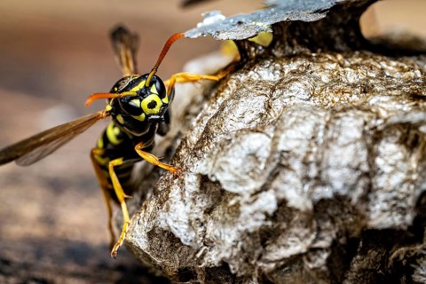 A wasp climbs on its nest, shown in a detailed close-up, field wasps on their fallen nest near