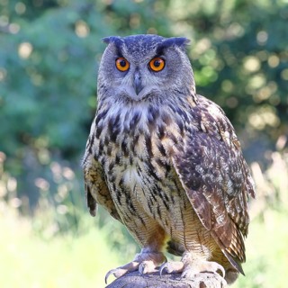 European eagle owl (Bubo bubo), perched on a post, in captivity, Rhineland-Palatinate, Germany