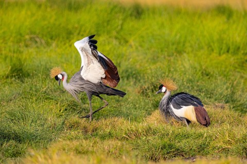 Crowned Crane (Balearica regulorum) courtship behavier South Luangwa NP Zambia August