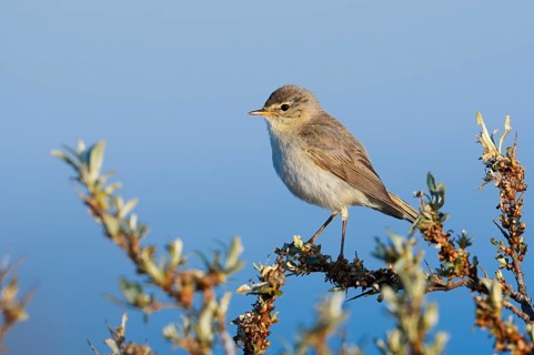 A willow warbler (Phylloscopus trochilus) perched on a twig, North Holland, Netherlands